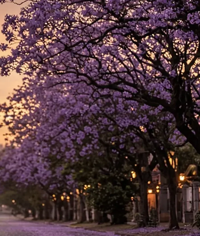 Pretoria Union Buildings and jacaranda trees